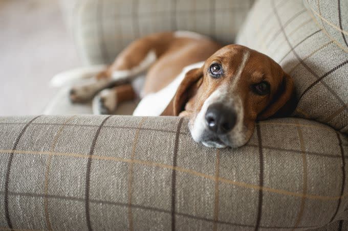 Say Goodbye to Stubborn Fur With These Pet Hair Removers