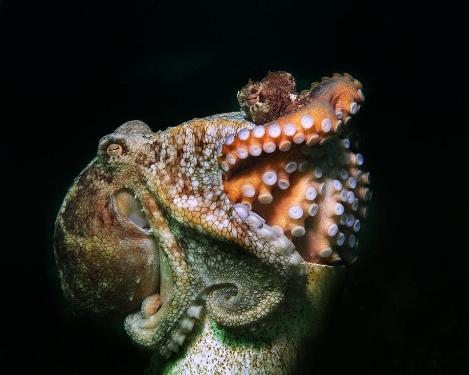 Two pale octopuses sit on an artificial reef built to attract marine life in Australia