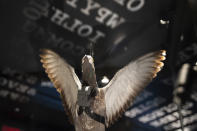 A mockup of a pigeon with a camera attached is on display at the Central Intelligence Agency's museum in the headquarters building in Langley, Va. on Saturday, Sept. 24, 2022. (AP Photo/Kevin Wolf)