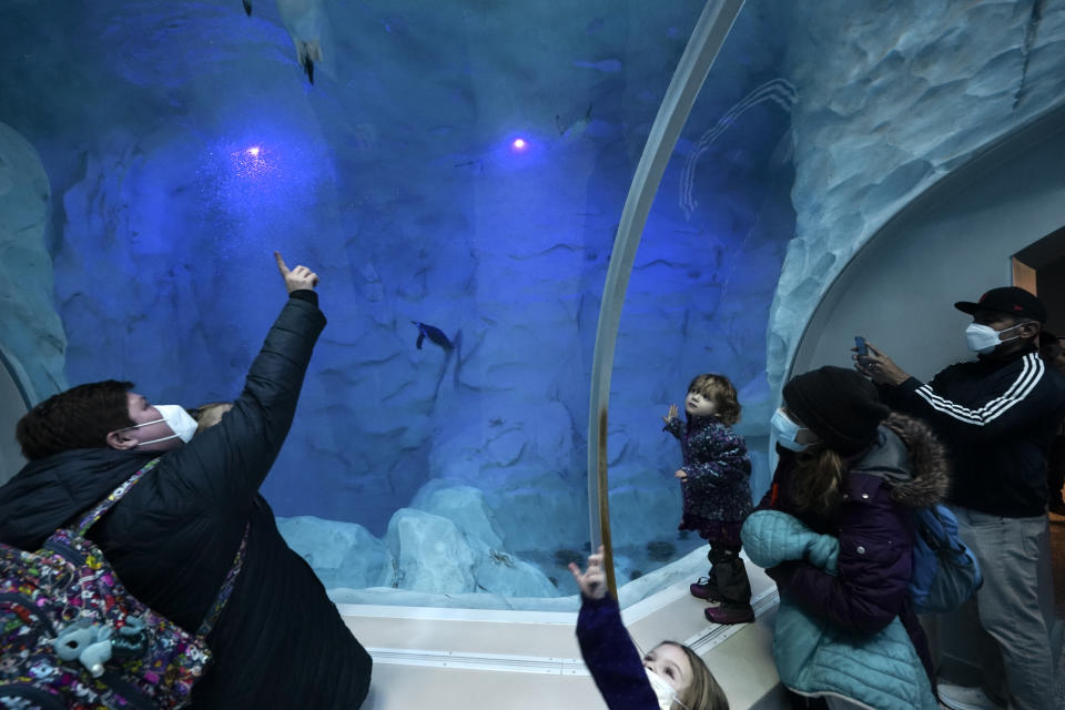 Visitors watch penguins swim at the Polk Penguin Conservation Center at the Detroit Zoo in Royal Oak, Mich., Wednesday, Feb. 16, 2022. The Detroit Zoo's massive penguin center has reopened to the public more than two years after it was shuttered to repair faulty waterproofing. Visitors were welcomed inside the Polk Penguin Conservation Center this week for the first time since the 33,000-square-foot facility closed in 2019. (AP Photo/Paul Sancya)