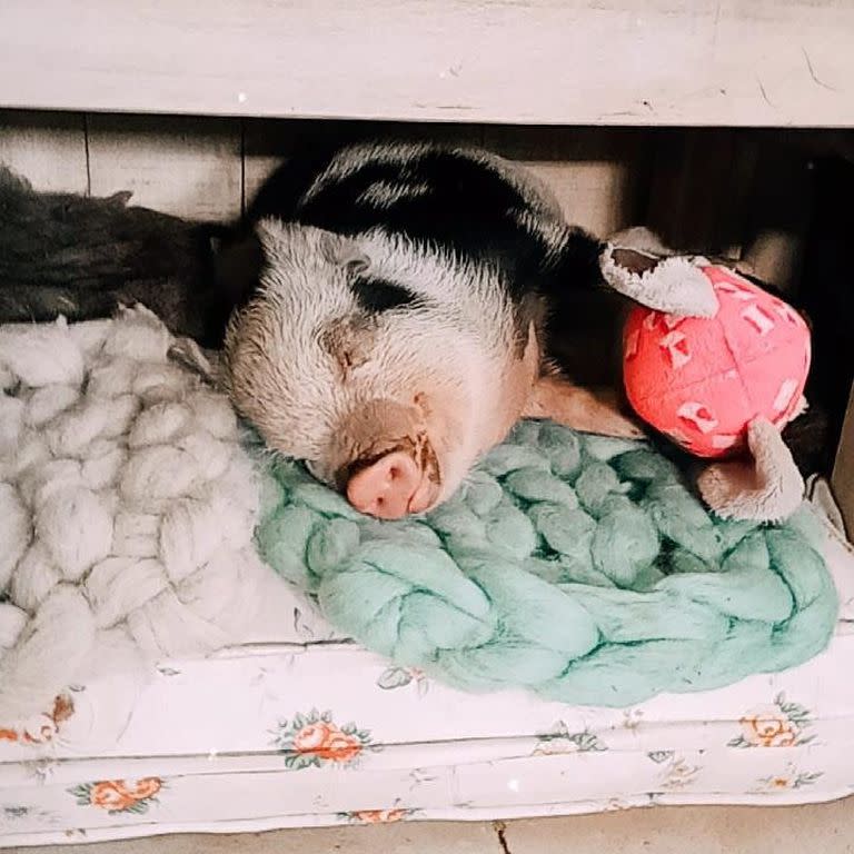 La persona que adoptó a Roma se la dio a para que la carneara y él terminó por comérsela (Foto: Instagram @the.minipig_roma)