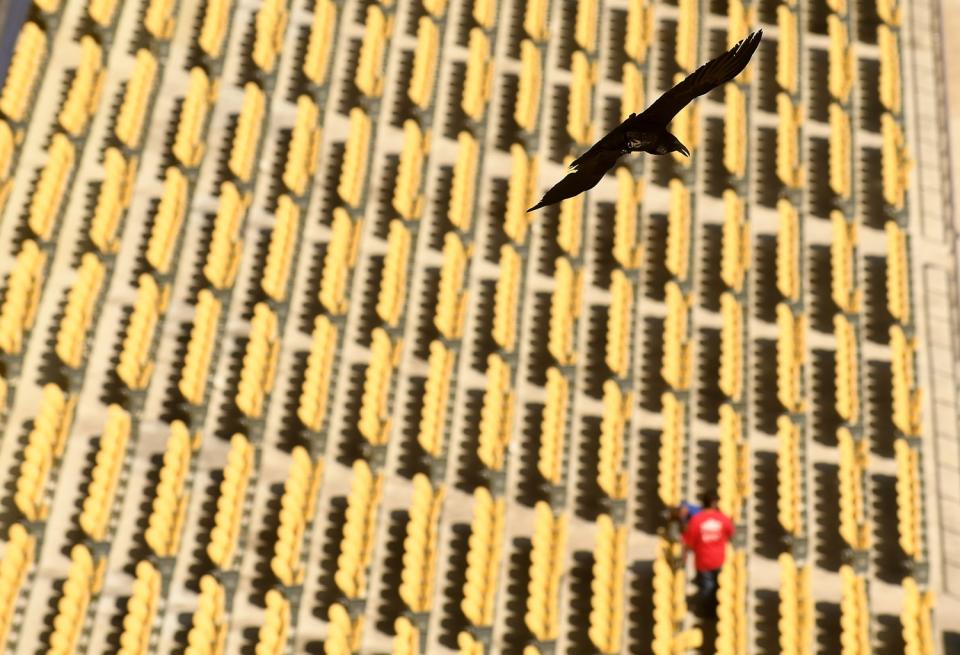 A crow flies over Dodger Stadium Thursday