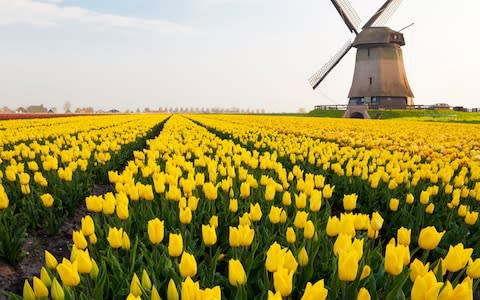 A field of yellow tulips - Credit: Miles Ertman/All Canada Photos