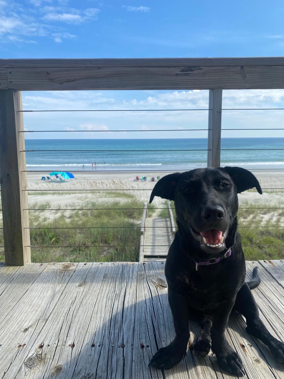 A dog smiles on a patio in front of the ocean.