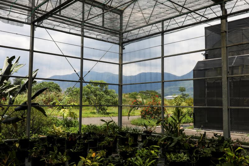 The Wider Image: Taiwan plant hunters race to collect rare species before they are gone