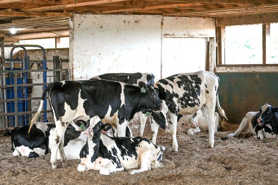 Cows gather in the corner of a barn on Friday, July 15, 2022, at the MSU Dairy Cattle Teaching & Research Center in East Lansing.