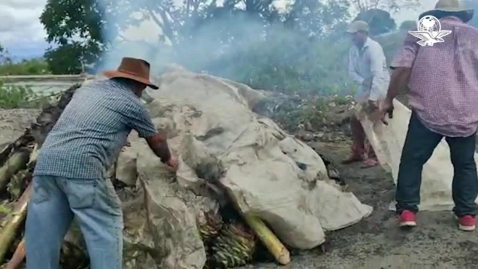 MIAHUATLÁN DE PORFIRIO DÍAZ, Oax., agosto 30 (EL UNIVERSAL).- La familia Jarquín no dejó de trabajar pese al confinamiento social, "fueron los clientes los que se apagaron", dicen; confían en que la situación económica mejorará y su producto (mezcal) se comprará como antes. Video: Agencia EL UNIVERSAL.