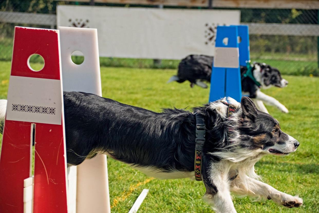 two dogs racing jumping over hurdles in flyball