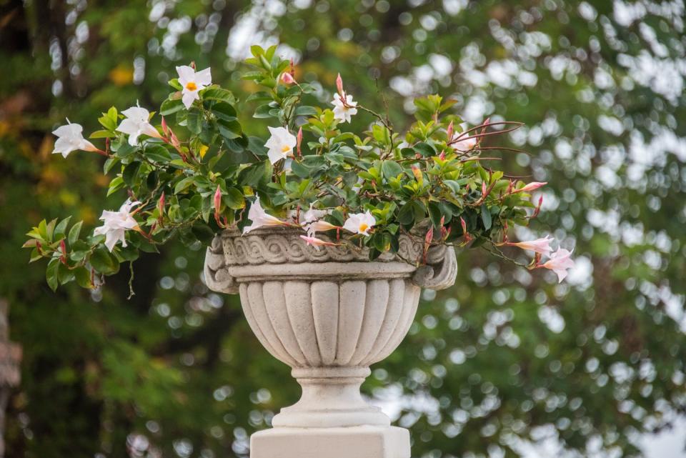 how to grow mandevilla