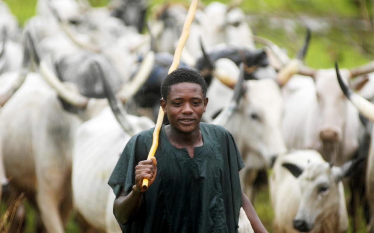 A Fulani Muslim herder tends his cattle near Shendam, in central Nigeria, where attacks have increased - Getty Images Europe