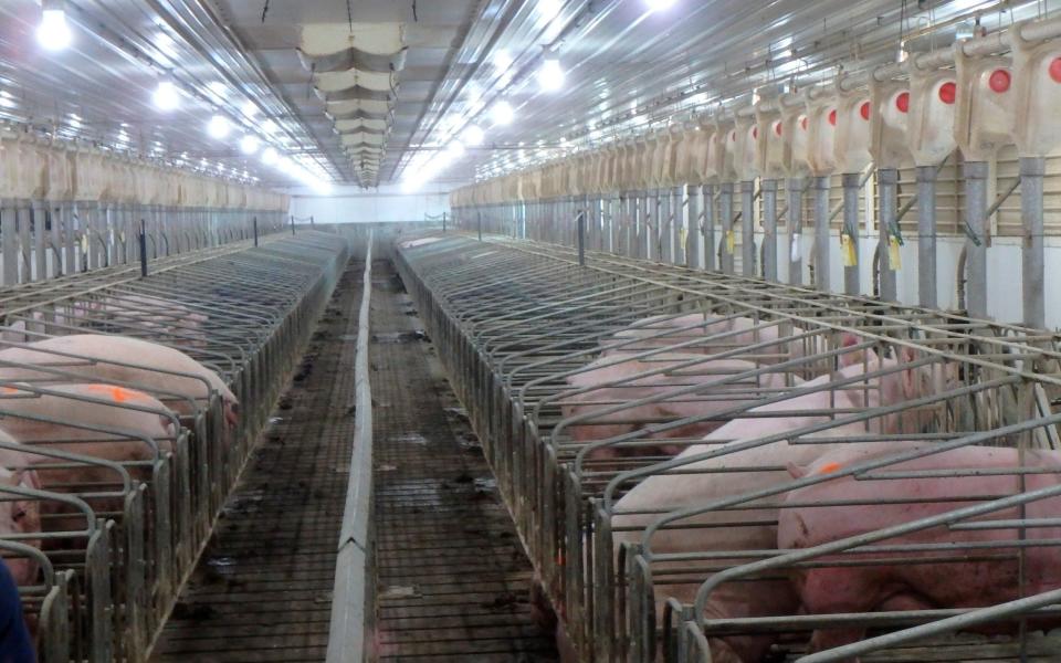 In Iowa, which raises about a third of the US hogs, farmer Dwight Mogler estimates the changes would cost him $3 million and allow 250 pigs in a space that now holds 300 - Janae Metzger/AP