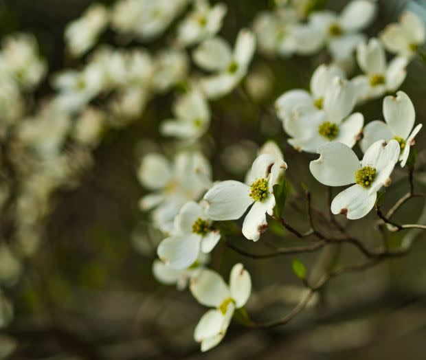 Dogwood, the Virginia state flower<p><a href="https://unsplash.com/photos/mIQkAslrbw8" rel="nofollow noopener" target="_blank" data-ylk="slk:Aaron Burden via UnSplash;elm:context_link;itc:0;sec:content-canvas" class="link ">Aaron Burden via UnSplash</a></p>