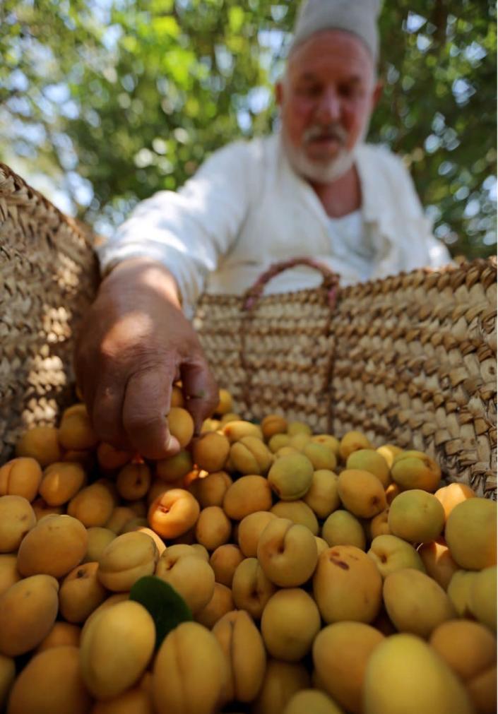 A worker sorts apricots collected from trees on May 27, 2022 in Al Qalyubia Governorate, Egypt. Agriculture is a major component of the Egyptian economy, contributing 11.3 percent of the country's gross domestic product. Apricots are mainly exported to Saudi Arabia and Singapore.