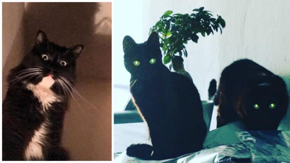 Proof that cats are plotting something evil