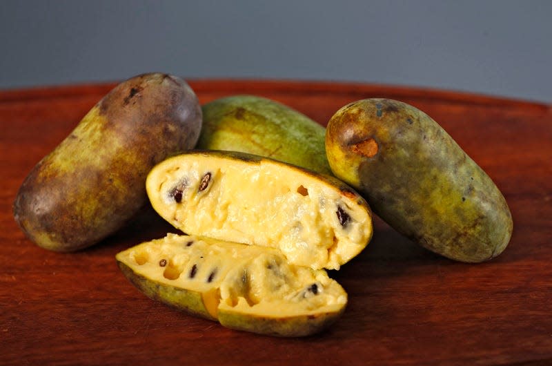 The papaw, official native fruit of Ohio