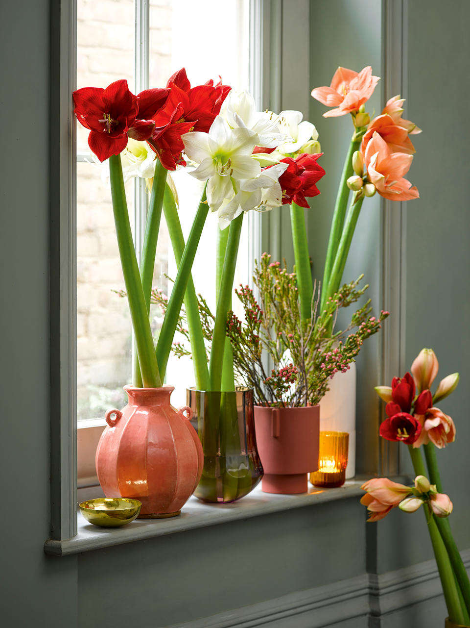 Colourful Amaryllis in glass vases on windowsill