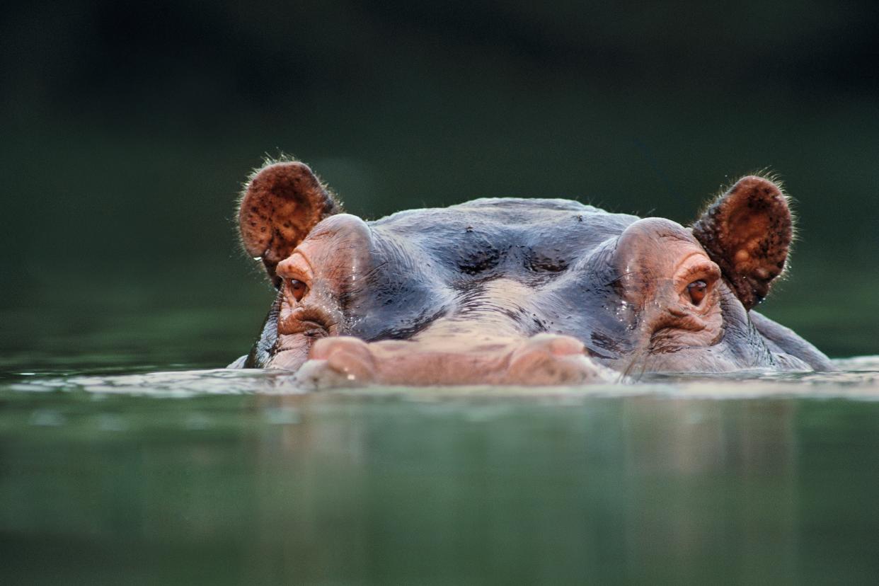 “The most deadly animal on the Nile is hippo, they kill more than any other” - © Frans Lanting Studio / Alamy Stock Photo