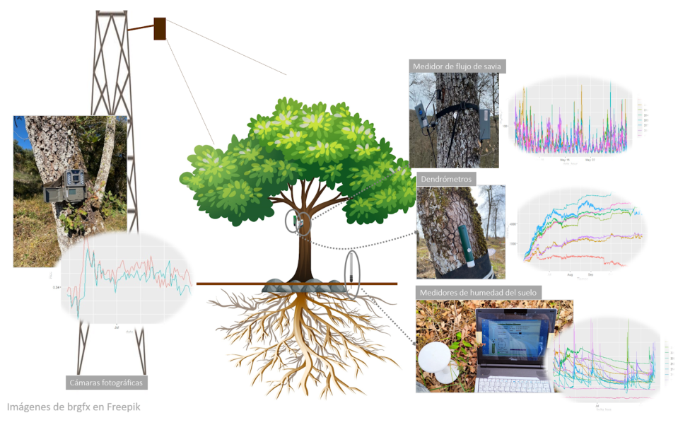 Ejemplo de árbol monitoreado en campo con cámaras fotográficas, sensores de flujo de savia, dendrómetros y sensores de humedad y temperatura del suelo. Raquel Esteban