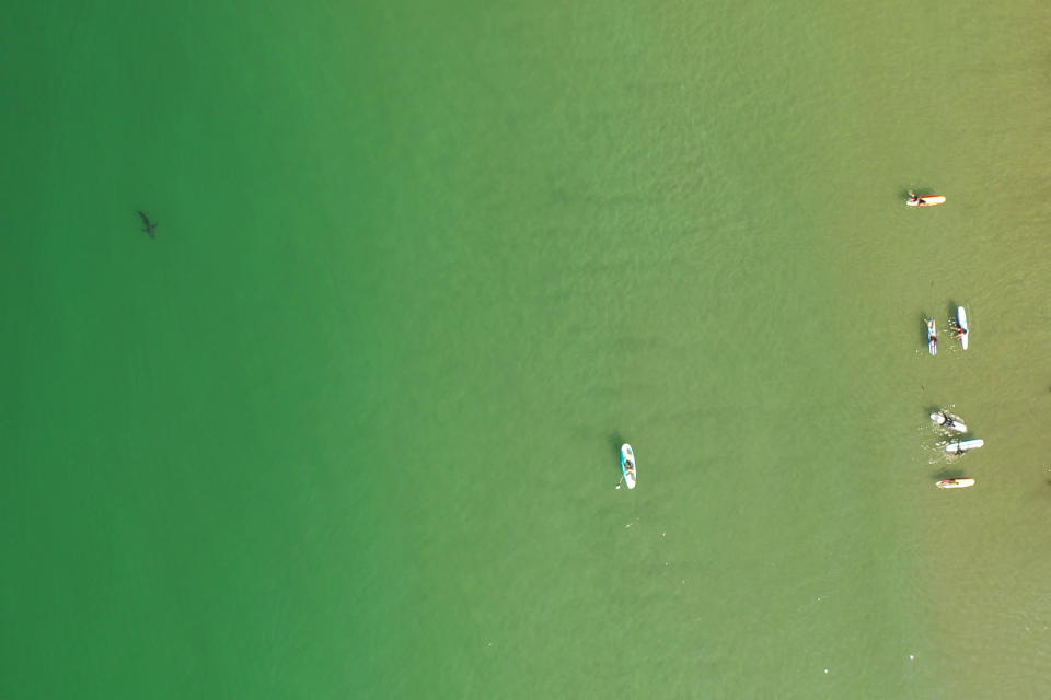 In this aerial image provided by researchers with the Shark Lab at Cal State Long Beach, shows an aggregation site of juvenile white sharks swimming along the Southern California coastline, Aug. 12, 2021. Researchers at California State University, Long Beach, used drones to study juvenile white sharks and how close they swim to humans in the water. There were no reported shark bites in any of the 26 beaches surveyed between Jan. 2019 and March 2021. (Patrick Rex/CSULB Shark Lab via AP)