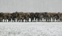 <p>Dicht gedrängt stehen Kühe bei eisigen Temperaturen auf einer Weide in der schweizerischen Gemeinde Landquart. (Bild: Reuters/Arnd Wiegmann) </p>