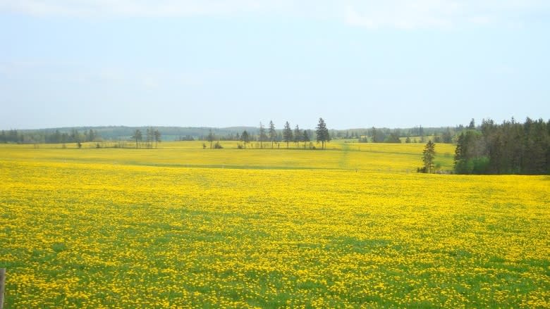 Delicious dandelions: If you can't beat 'em, eat 'em