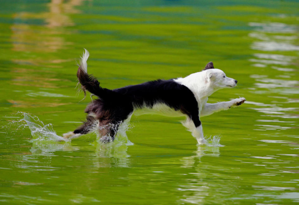 Flying Dogs competition