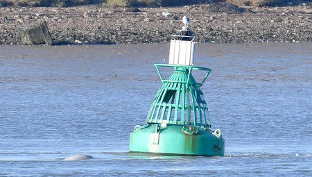 A beluga whale breeches near a buoy on the River Thames near Gravesend east of London, Britain, September 25, 2018. REUTERS/Toby Melville