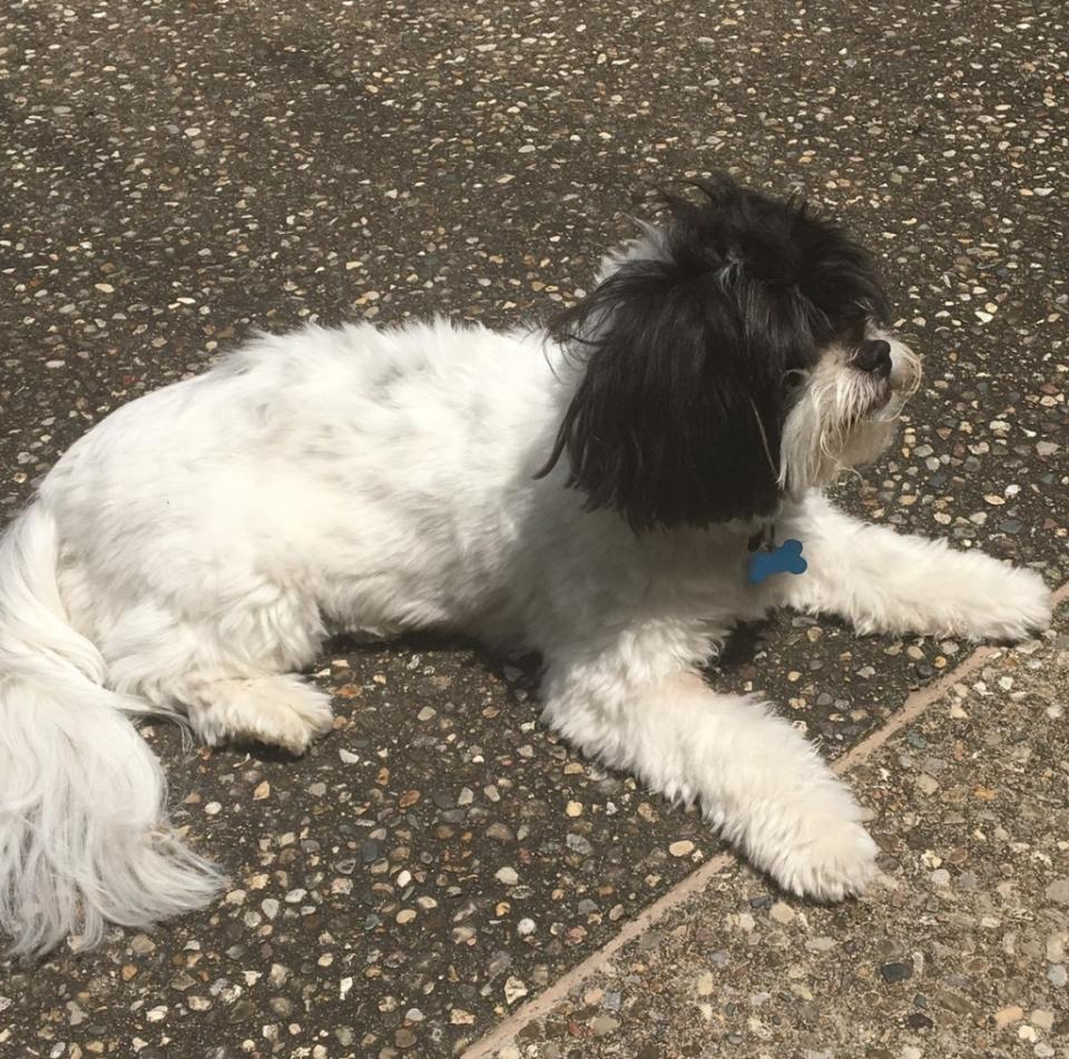 Toby, Petrullo’s late dog, inspired her to begin performing Reiki on animals. Credit Alex Pertrullo