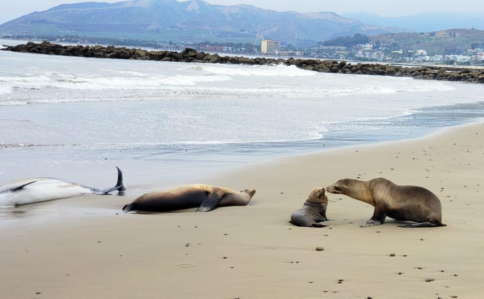 A dolphin and sea lions affected by California's red tide.