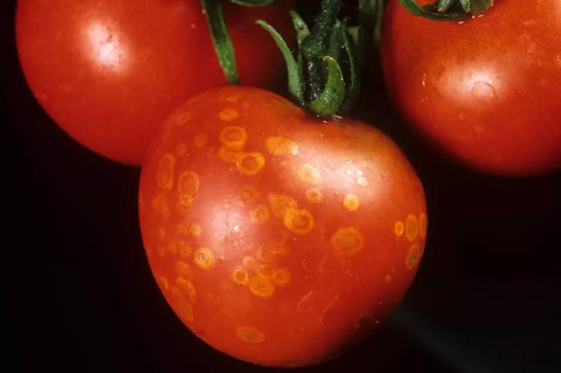 Tomato ghost point (Alamy/PA)