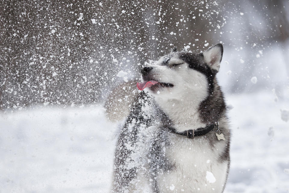 Even huskies can get cold!<p>Vivienstock/Shutterstock</p>