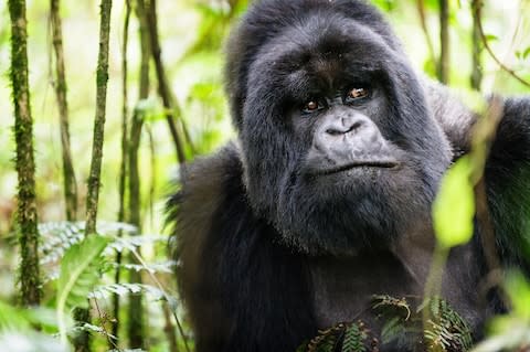 A mountain gorilla in the Virunga Mountains - Credit: GETTY