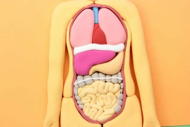 <strong>上腸繫膜動脈症候群（superior mesenteric artery syndrome）是罕見的上消化道阻塞疾病。（示意圖／資料庫）</strong>