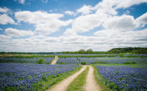 Texas-Bluebonnets-Spring-10-TXBLOOMS0316.jpg