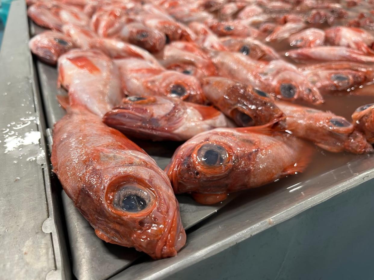 The redfish population in the Gulf of St. Lawrence is now estimated at 2.2-million metric tonnes. (Nicolas Steinbach/CBC - image credit)