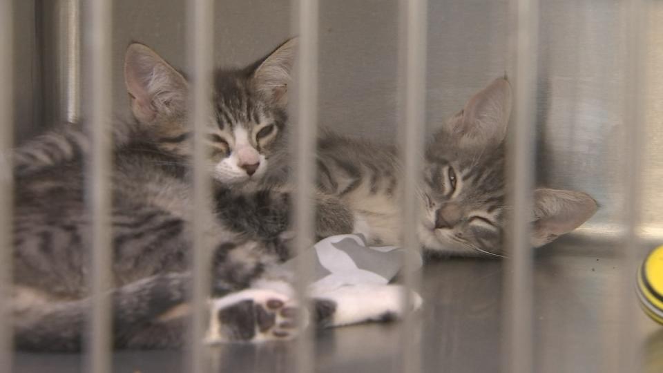 The shelter is currently caring for more than 500 animals.