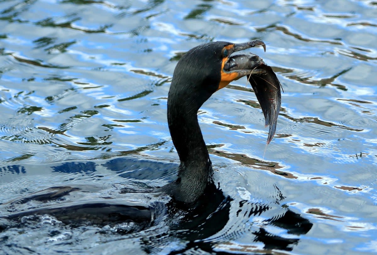 Hundreds of dead cormorants have washed up on shore in Martha’s Vineyard  (Getty)