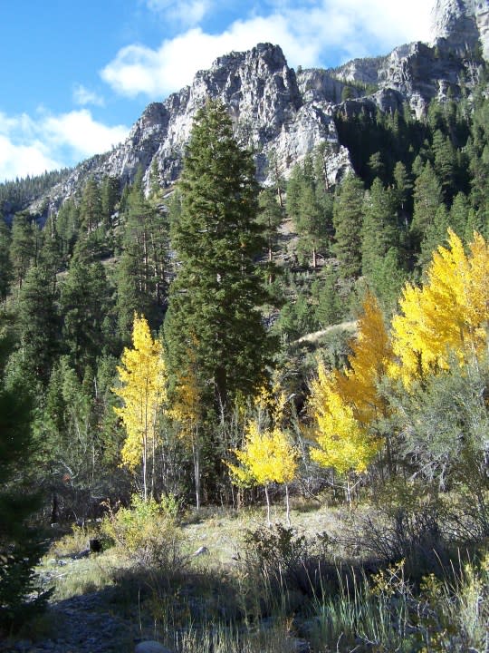 Fall colors on Mt. Charleston, Oct. 4, 2008. (Greg Haas / 8NewsNow)