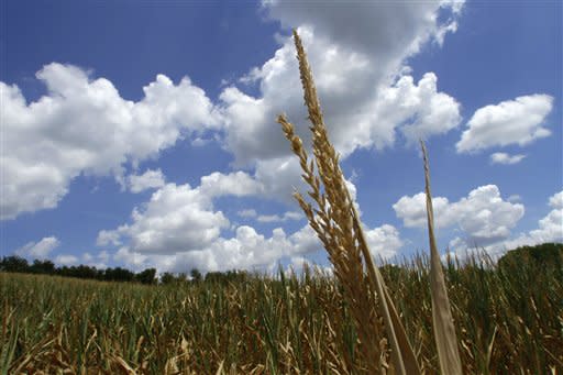 Corn stalks struggling from lack of rain and a heat wave covering most of the country are seen Monday, July 16, 2012 in Farmingdale, Ill. The nation's widest drought in decades is spreading. More than half of the continental U.S. is now in some stage of drought, and most of the rest is abnormally dry. (AP Photo/Seth Perlman)