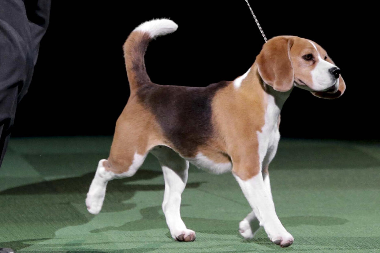 FILE - Miss P, a 15-inch beagle, is presented during the best in show competition at the Westminster Kennel Club dog show, at Madison Square Garden, in New York, Feb. 17, 2015. The American Kennel Club announced Wednesday, March 15, 2023 that French bulldogs have become the United States' most prevalent dog breed, ending Labrador retrievers' record-breaking 31 years at the top.(AP Photo/Mary Altaffer, File)