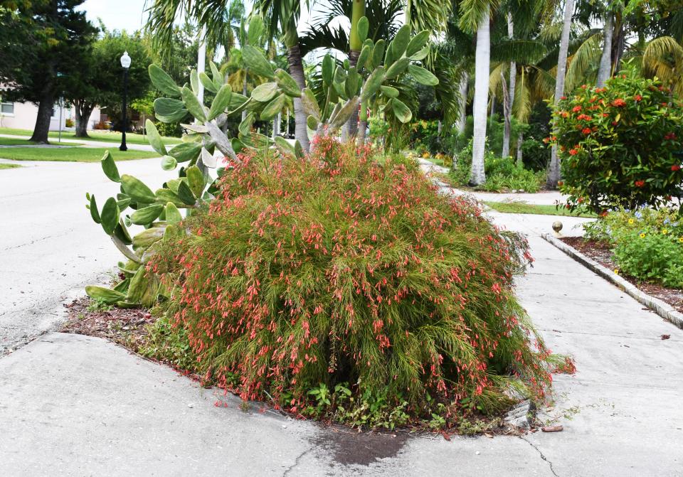 The Firecracker plant can have a dramatic effect in your garden with its profusion of red tubular flowers and arching stems.