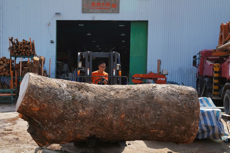 Ricci Wong, founder of HK TimberBank, operates a forklift to move a log at its factory in Hong Kong