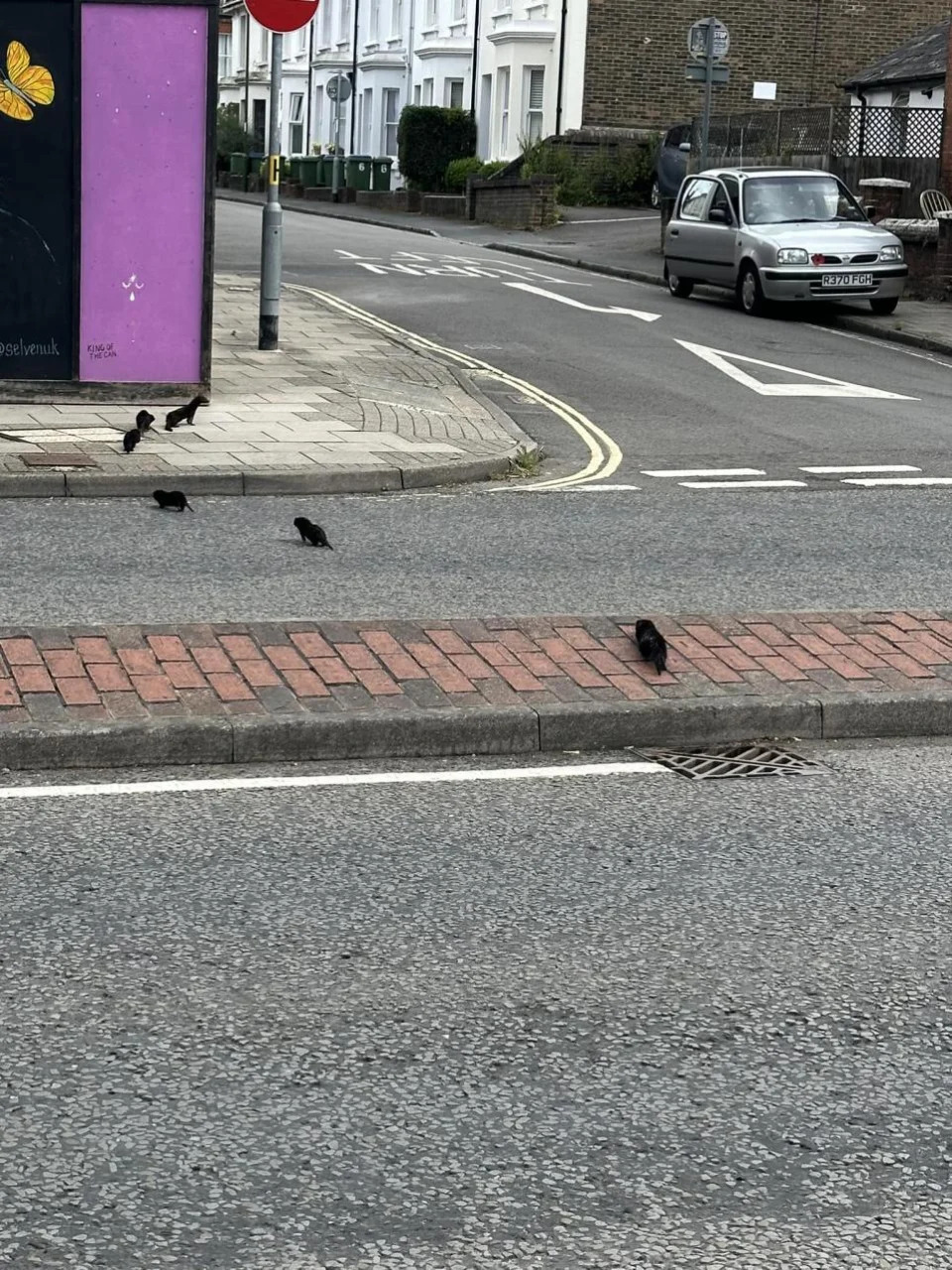 The Argus: The mustelids emerged from the drain and made their way across the road