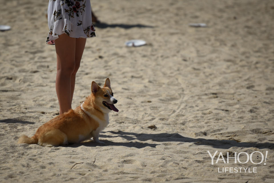 Corgi Gathering at Tanjong Beach