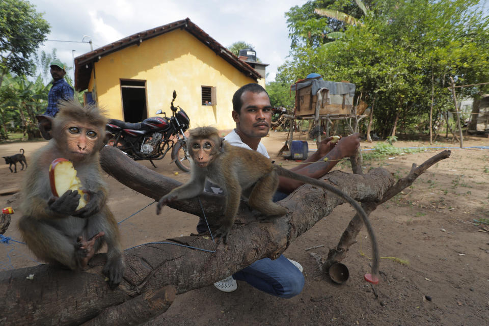 A Sri Lankan Telugu man Timmannage Saman feeds two infant monkeys outside his house in Nachchikulama, Sri Lanka, Wednesday, June 17, 2020. Sri Lanka's Telugu community, whose nomadic lifestyle has increasingly clashed with the modern world, is facing another threat that could hasten its decline: the COVID-19 pandemic. (AP Photo/Eranga Jayawardena)