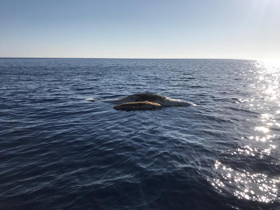 A sperm whale and its baby, tangled in a fishing net, lie dead in the Tyrrhenian sea off Italy, Thursday, June 20, 2019. An Italian environmental group is reporting the sighting of a dead mother sperm whale and its baby that became tangled in a fishing net in the Tyrrhenian sea off Italy. Marevivo said Thursday that the Italian Coast Guard had responded, and surmised that the mother died trying to free its baby, which was trapped in a fishing net. Part of the net was found in the adult's mouth while the baby was completely covered by it. (Italian Coast Guard/Marevivo via AP)