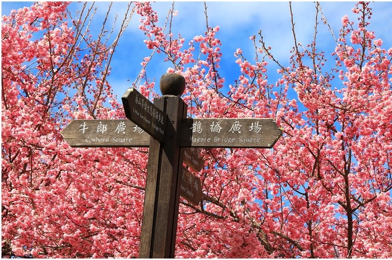 福壽山農場千櫻園