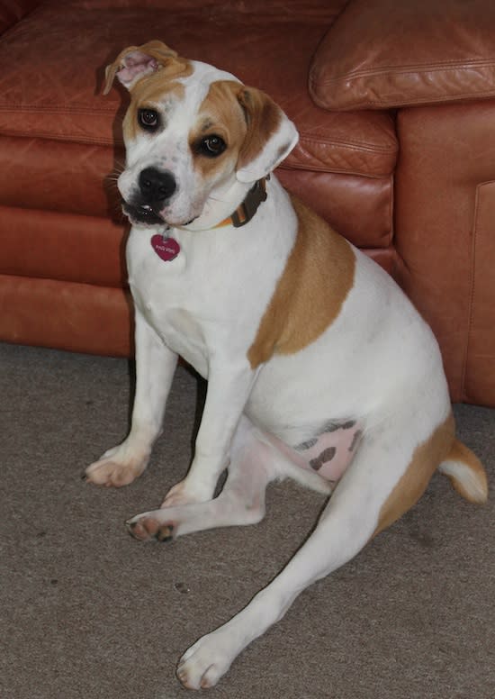 Here's Macy, the drama dog, during one of her calmer moments. Photo credit: Alisa Bowman 