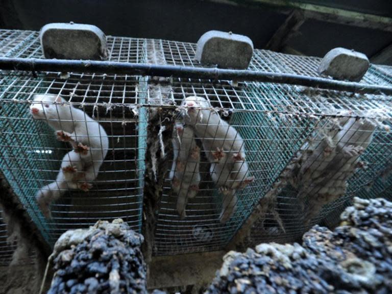 Ireland is preparing to ban fur farming, it has been reported, after many years of pressure from opponents of the practice.The decision will be a U-turn for the ruling Fine Gael party, which has long resisted calls for a ban.Ireland’s three fur farms, in Donegal, Kerry and Laois, house an estimated 200,000 mink, crammed into tiny wire-mesh cages. They are gassed to death and skinned when they are six months old.In February, Michael Creed, the agriculture minister, insisted the government had no plans for a ban, saying he could not close down a “legitimate, highly regulated and inspected industry” that employs about 100 people.But Mr Creed has faced pressure from Ruth Coppinger, a member of the Irish Dail – or parliament – who has the support of Fianna Fail, Sinn Fein, Labour, Independents 4 Change, the Green Party, and the Social Democrats, for a bill to end fur farming, which is due to be debated next month.However, the Irish Examiner says Mr Creed is preparing his own legislation to phase it out.Animal lovers, who say it causes “lives of misery”, welcomed the move, with the Irish Society for the Prevention of Cruelty to Animals saying it was “fantastic news”. Others said an end to the “cruel” trade was long overdue.Andrew Kelly, head of the ISPCA, said injuries and stereotypic behaviour were common in fur- farmed animals, denied the opportunity to express their normal behaviour.Jo Swabe, of Humane Society Europe, said: “With so many countries banning fur production, the UK under pressure to ban sales of fur and increasingly more designers eschewing fur in their collections, we hope the suffering caused will soon be relegated to the history books.”But one commenter said progress would mean outlawing the sale of fur, not just production, which could move abroad. Sales of real fur marked as “fake” are still widespread.The Irish government – which was unable to confirm or deny to The Independent that it was planning legislation – has faced increasing pressure to follow the lead of 14 other EU countries, from Norway to Serbia, that have ended or are ending fur farming.Several Irish fur farms have gone out of business in recent years, official records showing the remaining three employing few permanent members of staff.A poll in Ireland in October showed four in five people backed an end to fur farms, whose annual exports are worth €21,488 (£19,230).Fur farming stopped in England and Wales in 2000, and in Scotland and Northern Ireland two years later. Lithuania, Poland and Ukraine are all considering ending it, according to the Fur Free Alliance. Some cities around the world have introduced bans.Populations of escaped mink that are well established in Ireland undermine numbers of nesting birds, studies have shown.Designers including Gucci, Versace, Jimmy Choo and Chanel have all gone fur-free. But Saint Laurent and Dolce & Gabbana still sell fur.Cannibalism has been documented on fur farms in Finland that supply pelts to two of Britain’s most upmarket stores.