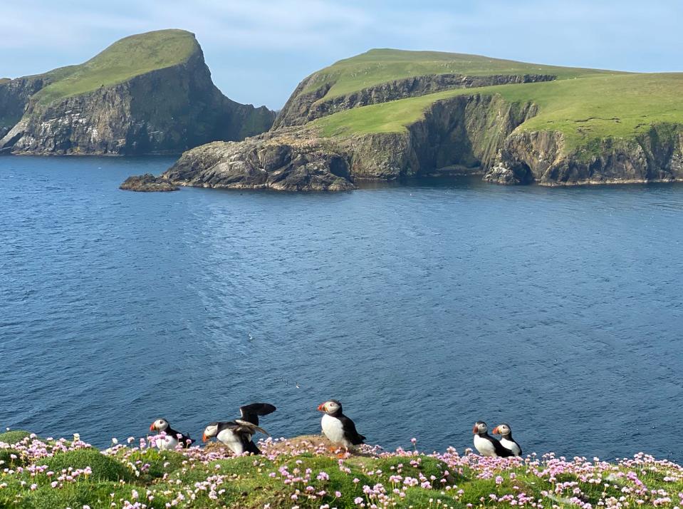 Puffins on grassy, flowery area in front of water